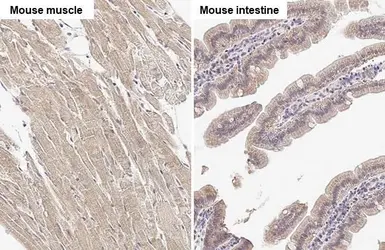 Anti-SPG7 antibody [HL2236] used in IHC (Paraffin sections) (IHC-P). GTX638281