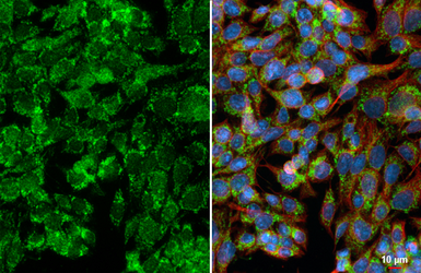 Anti-SPG7 antibody [HL2236] used in Immunocytochemistry/ Immunofluorescence (ICC/IF). GTX638281