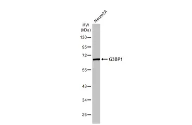 Anti-G3BP1 antibody [HL2254] used in Western Blot (WB). GTX638303