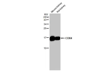 Anti-COX4 antibody [HL2264] used in Western Blot (WB). GTX638316