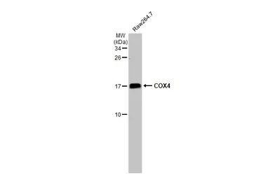 Anti-COX4 antibody [HL2264] used in Western Blot (WB). GTX638316
