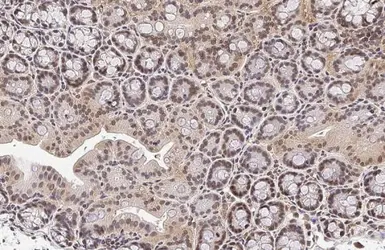 Anti-KLF5 antibody [HL2269] used in IHC (Paraffin sections) (IHC-P). GTX638321