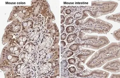 Anti-KLF5 antibody [HL2269] used in IHC (Paraffin sections) (IHC-P). GTX638321