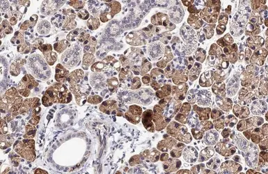 Anti-GPS2 antibody [HL2276] used in IHC (Paraffin sections) (IHC-P). GTX638329