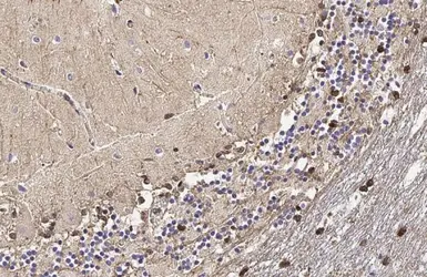 Anti-Glutamine synthetase antibody [HL2283] used in IHC (Paraffin sections) (IHC-P). GTX638336
