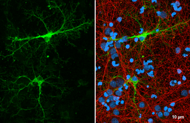 Anti-Glutamine synthetase antibody [HL2283] used in Immunocytochemistry/ Immunofluorescence (ICC/IF). GTX638336