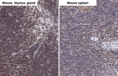Anti-ARID1A antibody [HL2304] used in IHC (Paraffin sections) (IHC-P). GTX638371