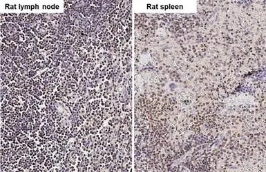Anti-ARID1A antibody [HL2304] used in IHC (Paraffin sections) (IHC-P). GTX638371