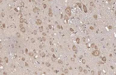 Anti-RPL32 antibody [HL2329] used in IHC (Paraffin sections) (IHC-P). GTX638492