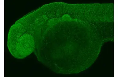 Anti-RPL32 antibody [HL2331] used in IHC (Whole mount) (IHC-Wm). GTX638494