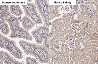 Anti-ATG4B antibody [HL2348] used in IHC (Paraffin sections) (IHC-P). GTX638551