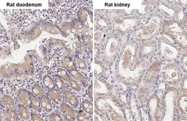 Anti-ATG4B antibody [HL2348] used in IHC (Paraffin sections) (IHC-P). GTX638551