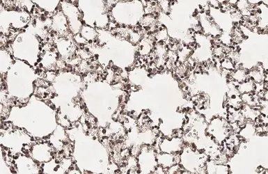 Anti-HEY1 antibody [HL2367] used in IHC (Paraffin sections) (IHC-P). GTX638573