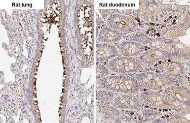 Anti-Wnt10b antibody [HL2370] used in IHC (Paraffin sections) (IHC-P). GTX638576
