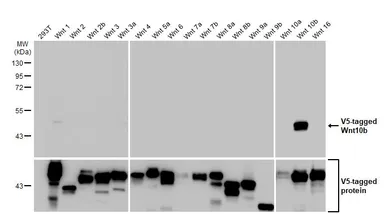Anti-Wnt10b antibody [HL2370] used in Western Blot (WB). GTX638576