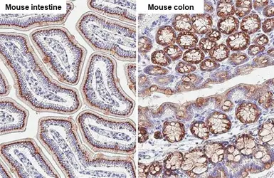 Anti-GALNT6 antibody [HL2392] used in IHC (Paraffin sections) (IHC-P). GTX638601