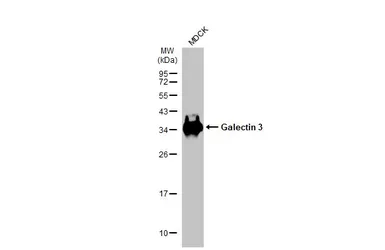 Anti-Galectin 3 antibody [HL2397] used in Western Blot (WB). GTX638614