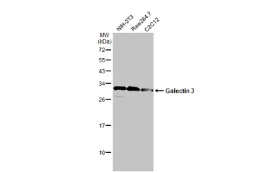 Anti-Galectin 3 antibody [HL2397] used in Western Blot (WB). GTX638614