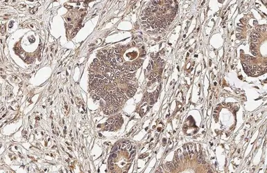 Anti-OASL antibody [HL2399] used in IHC (Paraffin sections) (IHC-P). GTX638616