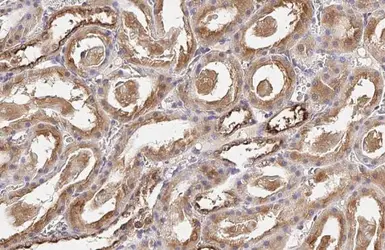 Anti-OASL antibody [HL2399] used in IHC (Paraffin sections) (IHC-P). GTX638616