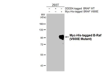Anti-B-Raf (V600E Mutant) antibody [HL2445] used in Western Blot (WB). GTX638763