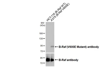 Anti-B-Raf (V600E Mutant) antibody [HL2445] used in Western Blot (WB). GTX638763