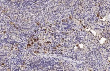 Anti-Hemoglobin epsilon antibody [HL2457] used in IHC (Paraffin sections) (IHC-P). GTX638775