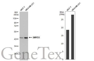 Anti-SMYD3 antibody [HL2464] used in Western Blot (WB). GTX638782
