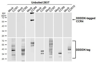 Anti-CCR4 antibody [HL2481] used in  (). GTX638830