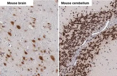 Anti-NeuN antibody [HL2550] used in IHC (Paraffin sections) (IHC-P). GTX638922
