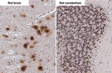 Anti-NeuN antibody [HL2550] used in IHC (Paraffin sections) (IHC-P). GTX638922