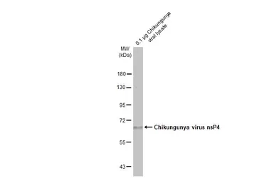 Anti-Chikungunya virus nsP4 antibody [HL2580] used in Western Blot (WB). GTX638958