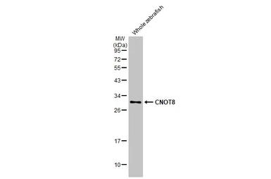 Anti-CNOT8 antibody [HL2586] used in Western Blot (WB). GTX639037
