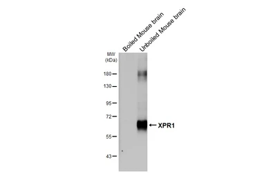Anti-XPR1 antibody [HL2631] used in Western Blot (WB). GTX639087