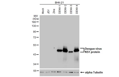 Anti-Dengue virus NS1 protein antibody [HL2658] used in Western Blot (WB). GTX639322