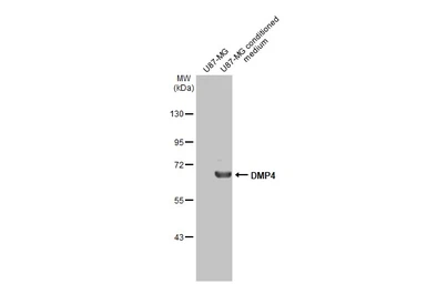 Anti-DMP4 antibody [HL2677] used in Western Blot (WB). GTX639341