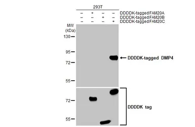 Anti-DMP4 antibody [HL2677] used in Western Blot (WB). GTX639341