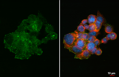 Anti-DMP4 antibody [HL2677] used in Immunocytochemistry/ Immunofluorescence (ICC/IF). GTX639341