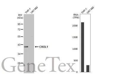 Anti-CHI3L1 antibody [HL2708] used in Western Blot (WB). GTX639462