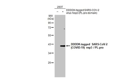Anti-SARS-CoV-2 (COVID-19) nsp3 / PL-pro antibody [HL2709] used in Western Blot (WB). GTX639463