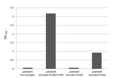 Anti-p38 MAPK (phospho Thr180 / Tyr182) antibody [HL2741] used in  (). GTX639570