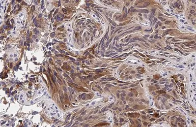Anti-HRH1 antibody [HL2783] used in IHC (Paraffin sections) (IHC-P). GTX639651