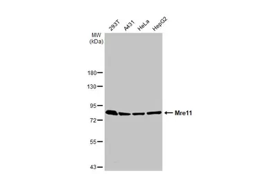 Anti-Mre11 antibody [HL1386-MS] used in Western Blot (WB). GTX639690