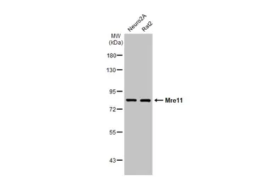 Anti-Mre11 antibody [HL1386-MS] used in Western Blot (WB). GTX639690