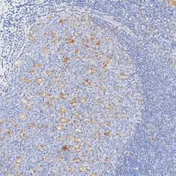 Anti-PD-L1 antibody [H302] HistoMAX&trade; used in IHC (Paraffin sections) (IHC-P). GTX639925