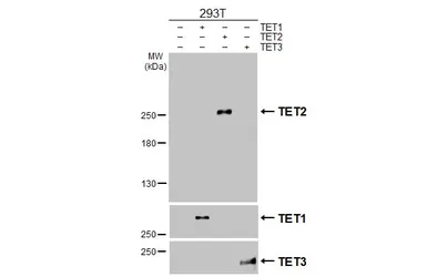 Anti-TET2 antibody [HL2822] used in Western Blot (WB). GTX640093