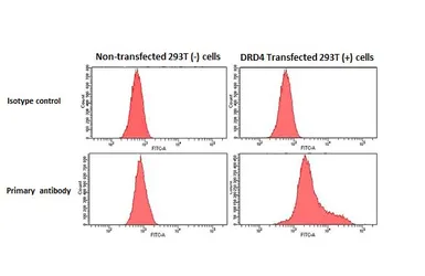 Anti-Dopamine Receptor D4 antibody [HL2850] used in Flow cytometry (FCM). GTX640121