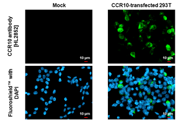 Anti-CCR10 antibody [HL2852] used in Immunocytochemistry/ Immunofluorescence (ICC/IF). GTX640123