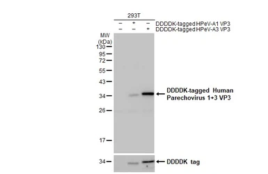 Anti-Human Parechovirus 1+3 VP3 antibody [HL2443] used in Western Blot (WB). GTX640154