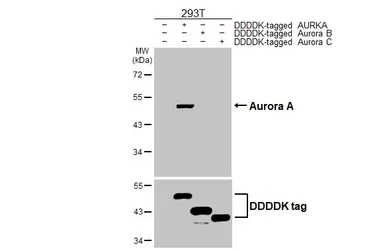Anti-Aurora A antibody [HL2917] used in Western Blot (WB). GTX640260